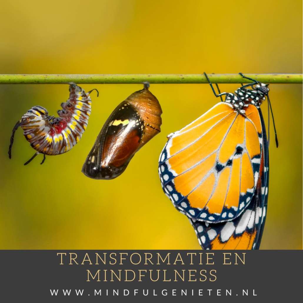 Transformatieproces Bij Het Toepassen Van MindFulness - Mindful Genieten