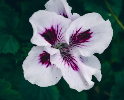 Van burnout naar bloei 4 Van burnout naar bloei